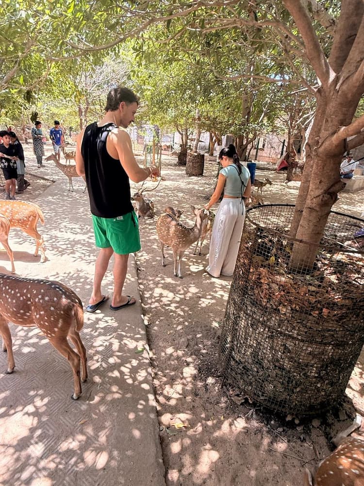 Gentle Deer Encounters Under the Tree Canopy